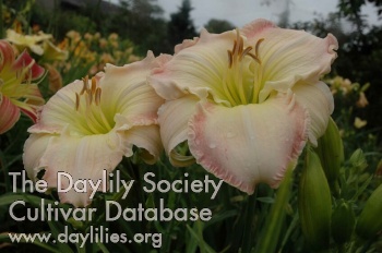 Daylily My Darling Propaporn